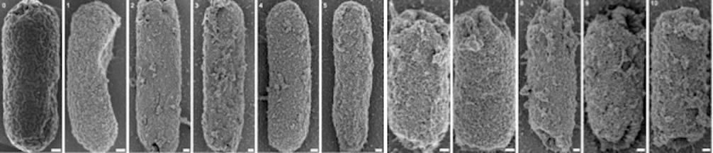 nanocoated bacteria